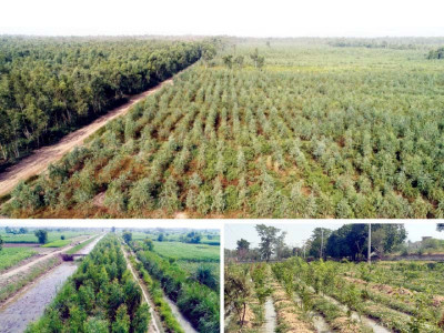 forest dept offers 100 acres of land to pha for trees