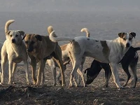 photo mehmood qureshi express