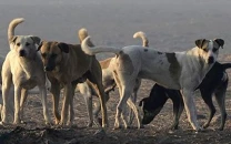 ihc orders cda to vaccinate not kill stray dogs in islamabad ihc orders cda to vaccinate not kill stray dogs in islamabad