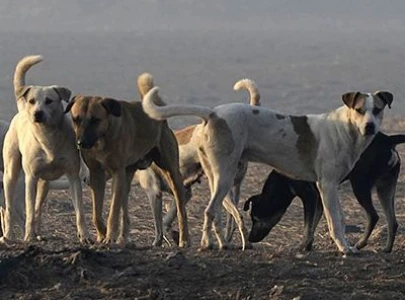 stray dogs rule the roost in pindi