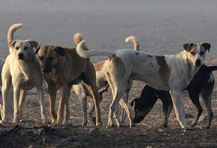 photo mehmood qureshi express