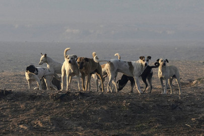 indian man sexually assaults stray dog indian man sexually assaults stray dog