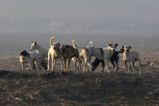 stray dogs near jahangir tomb in lahore photo mehmood qureshi express stray dogs near jahangir tomb in lahore photo mehmood qureshi express