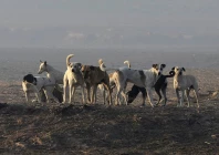 ihc orders firs overstray dog culling ihc orders firs overstray dog culling