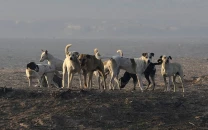 ihc orders firs overstray dog culling ihc orders firs overstray dog culling