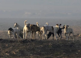 from culling to compassion