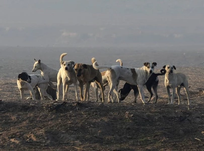 ihc orders firs overstray dog culling ihc orders firs overstray dog culling