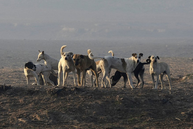 child mauled by stray dog child mauled by stray dog