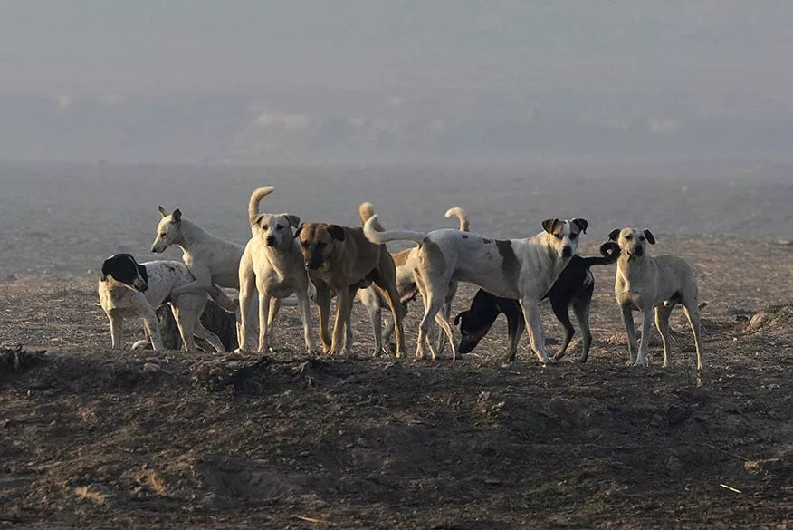 child mauled by stray dog child mauled by stray dog
