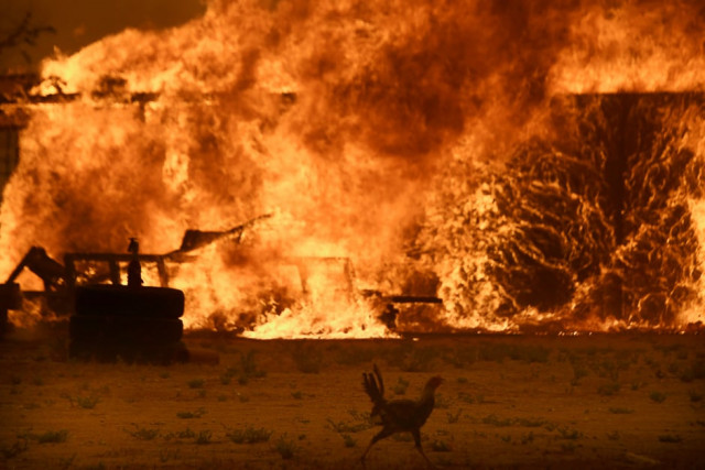 a chicken front runs by a chicken coop that burns with animals still inside not pictured at the so called bluecut fire in the san bernardino national forest in san bernardino county california us photo reuters