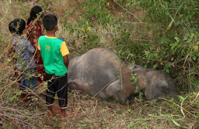 four elephants killed by sri lankan train