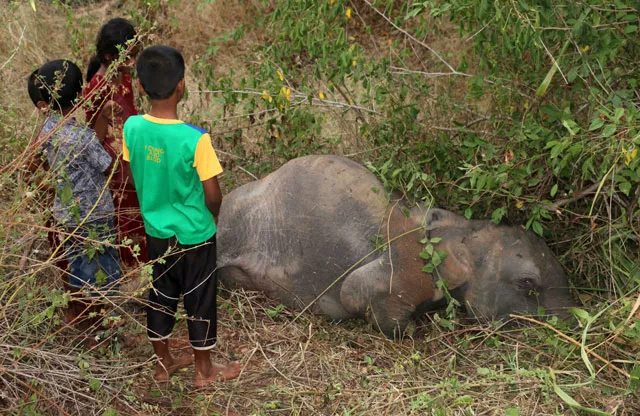 the herd was walking across a newly upgraded railway line that runs through a jungle area when the accident occurred at cheddikulam about 260 kilometres 162 miles north of colombo photo afp the herd was walking across a newly upgraded railway line that runs through a jungle area when the accident occurred at cheddikulam about 260 kilometres 162 miles north of colombo photo afp