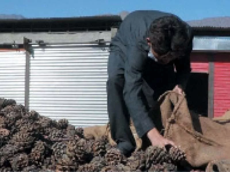 in 2020 21 data from the international nut and dried fruit council showed that the output of pine nuts in pakistan reached 2 800 tons photo china economic net in 2020 21 data from the international nut and dried fruit council showed that the output of pine nuts in pakistan reached 2 800 tons photo china economic net