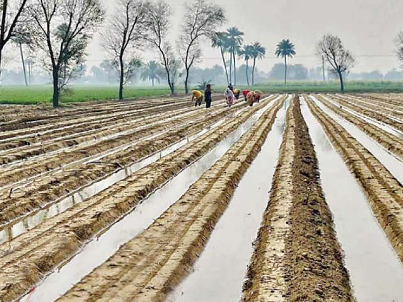 with intercropping specific sowing planter people can sow two crops at a time which will save a lot of time and labour cost in the near future photo china economic net