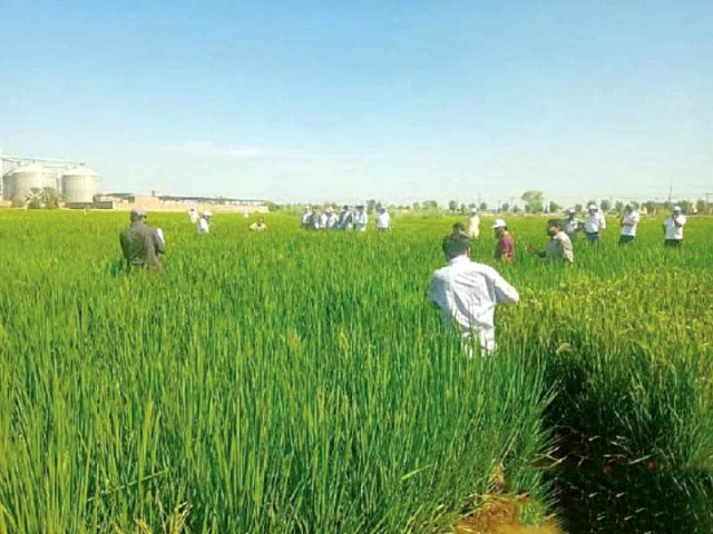 pakistan once the world s seventh largest rice exporter became the fourth largest after the introduction of hybrid rice from china photo china economic net pakistan once the world s seventh largest rice exporter became the fourth largest after the introduction of hybrid rice from china photo china economic net