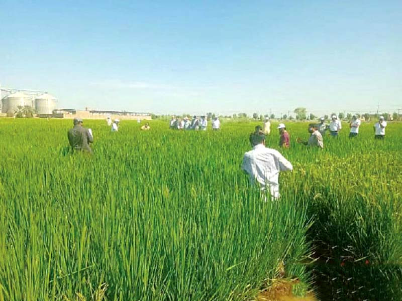 pakistan once the world s seventh largest rice exporter became the fourth largest after the introduction of hybrid rice from china photo china economic net