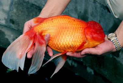 giant goldfish found in australian rivers after being released by owners
