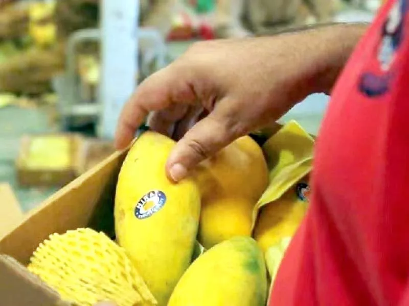 giving impetus to mango industry giving impetus to mango industry