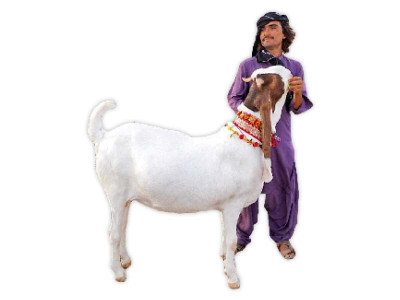 buyers missing from cattle market