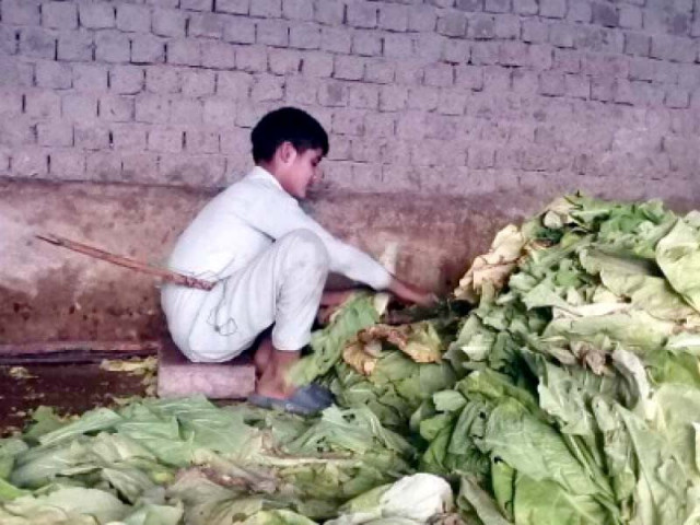 a child prepares tobacco leaves before putting them in a furnace for what is called a curing or drying process photo express a child prepares tobacco leaves before putting them in a furnace for what is called a curing or drying process photo express