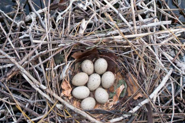 zebra finches sing to their eggs particularly when the weather is hot above 78 fahrenheit 26 celsius and the end of their incubation period is near photo afp zebra finches sing to their eggs particularly when the weather is hot above 78 fahrenheit 26 celsius and the end of their incubation period is near photo afp