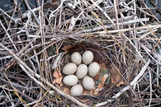 zebra finches sing to their eggs particularly when the weather is hot above 78 fahrenheit 26 celsius and the end of their incubation period is near photo afp zebra finches sing to their eggs particularly when the weather is hot above 78 fahrenheit 26 celsius and the end of their incubation period is near photo afp