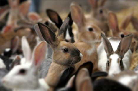 there are a list of rules about how to behave around the animals including not picking them up or pulling their ears photo reuters