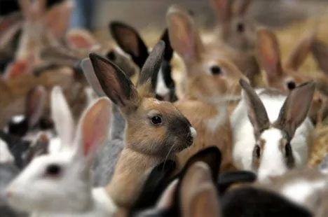 there are a list of rules about how to behave around the animals including not picking them up or pulling their ears photo reuters there are a list of rules about how to behave around the animals including not picking them up or pulling their ears photo reuters