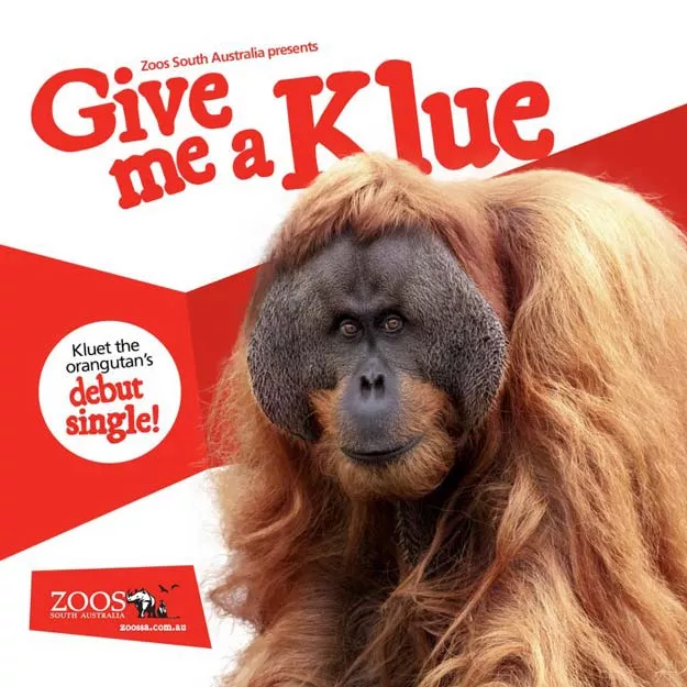 zoo is selling 30 second tune to mark world orangutan day with all funds raised going to help conservation efforts photo zoossa com au zoo is selling 30 second tune to mark world orangutan day with all funds raised going to help conservation efforts photo zoossa com au