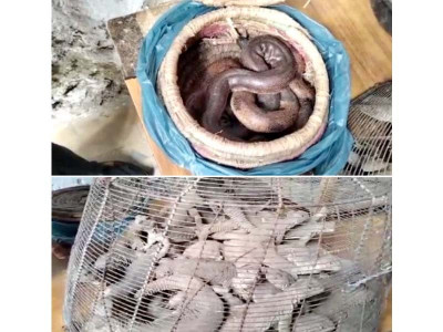 swd confiscates snakes spiny tailed lizards