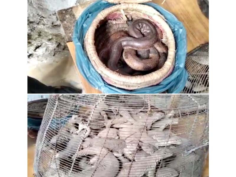 SWD confiscates snakes, spiny-tailed lizards - Vimarsana News