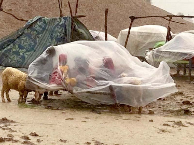 a sheep tucks its head under a plastic sheet a family is holding to save itself from incessant downpour in sindh photo express file a sheep tucks its head under a plastic sheet a family is holding to save itself from incessant downpour in sindh photo express file