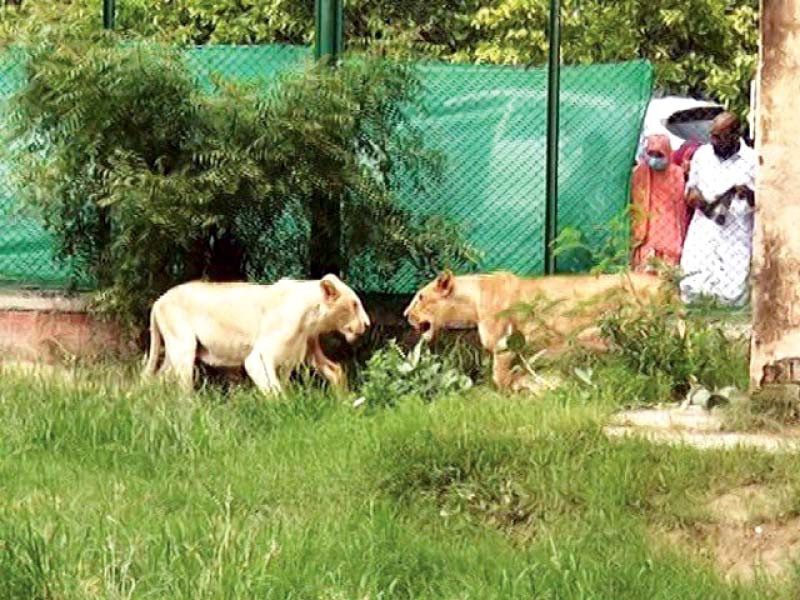lahore zoo which is struggling to take care of growing number of lions neither auctions them off nor relocates them to other zoos photo express