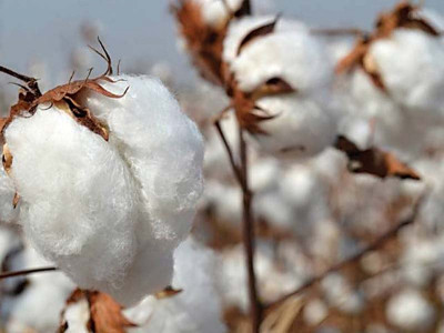 cotton crop lack of innovation keeps yield lower in pakistan cotton crop lack of innovation keeps yield lower in pakistan