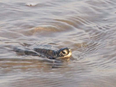 turtles nestling places in danger