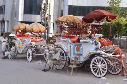 royal transport the reemergence of buggy culture