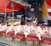 a vendor sells poultry meat at a shop in a karachi s neighbourhood on wednesday photo jalal qureshi express