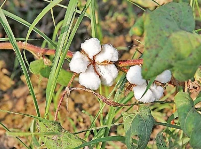 govt sets targets for bt cotton seasonal cultivation govt sets targets for bt cotton seasonal cultivation