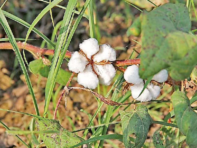 over 700 seed companies operate in pakistan but only three to four have proper cotton seed breeding programmes said azeem khan niazi grower marketing lead at bayer crop science photo file