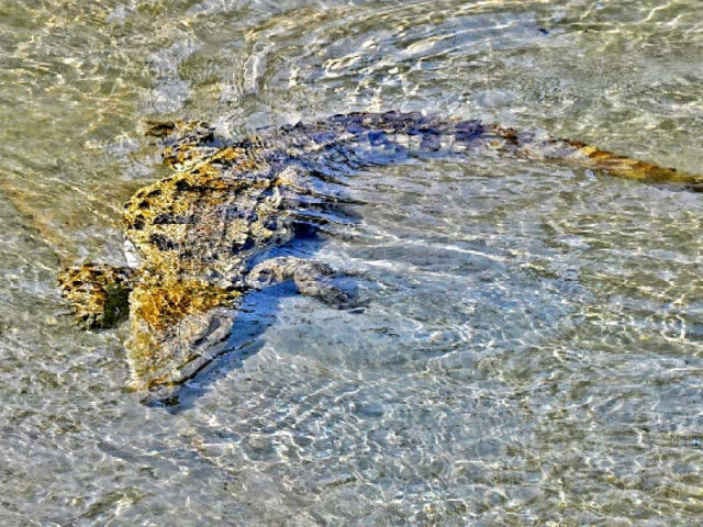 peshawar zoo gets crocodiles