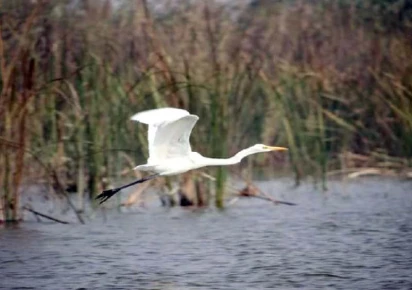 a migratory crane flies over a water body in sindh photo courtesy swd