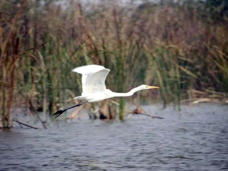 a migratory crane flies over a water body in sindh photo courtesy swd