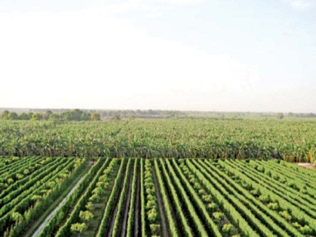 promote industrial agri sector for job creation expert promote industrial agri sector for job creation expert