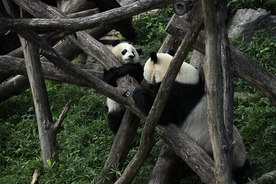 15 giant panda cub bei bei l plays with his mother mei xiang r at the david m rubenstein family giant panda habitat of the smithsonian national zoological park in washington dc photo afp