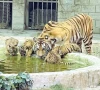 lahore zoo safari park s hasty upgradation attracts scrutiny