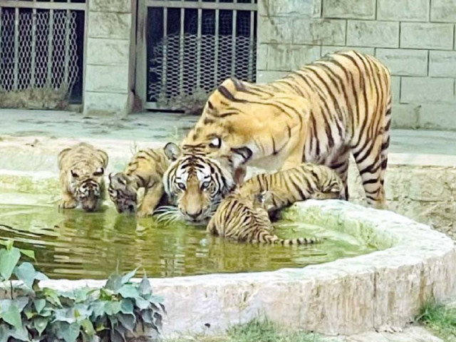bahawalpur zoo s tiger bubbli delivered a litter of four cubs on wednesday bringing zoo staff and visitors a wave of happiness photo express bahawalpur zoo s tiger bubbli delivered a litter of four cubs on wednesday bringing zoo staff and visitors a wave of happiness photo express