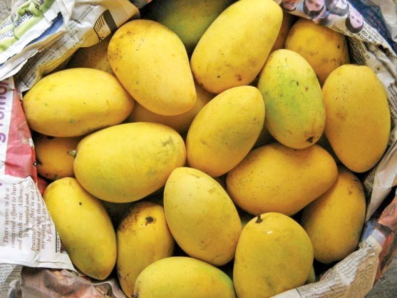 mango harvest in pakistan hurt by extreme weather and climate change photo express