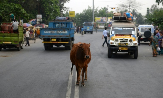 stray cattle are a major traffic menace in india with hundreds of bovines roaming freely on roads across the country photo afp