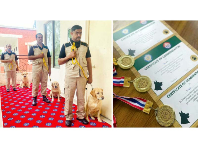 ceremony held to mark transition of retired sniffer dogs to their new owners one family adopted two dogs sandy and rita photo express ceremony held to mark transition of retired sniffer dogs to their new owners one family adopted two dogs sandy and rita photo express