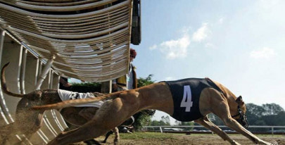 uproar as australian state bans greyhound racing uproar as australian state bans greyhound racing
